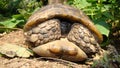 Tortoise ; Close up. Tortoise hiding in shell in nature, Turtle. Turtle looking forward. A Tortoise walking on soil land, turtle.