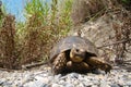 Tortoise ; Close up. Tortoise hiding in shell in nature, Turtle. Turtle looking forward. A Tortoise walking on soil land, turtle.