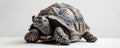 Tortoise close-up on white background Royalty Free Stock Photo