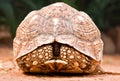 Tortoise closeup Royalty Free Stock Photo