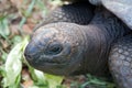 Tortoise closeup