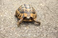 Tortoise crawling on the paved road