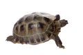 Tortoise crawling on white background Royalty Free Stock Photo