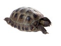 Tortoise crawling on white background Royalty Free Stock Photo