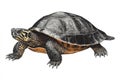Detailed illustration of a tortoise showcasing its intricate shell patterns and natural habitat in a serene setting Generative AI