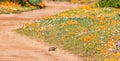 Tortoise Crossing Royalty Free Stock Photo