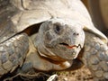 Tortoise Detail