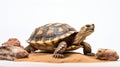 a tortoise with a detailed shell and scales, on a sandy surface surrounded by rocks, against a white background Royalty Free Stock Photo