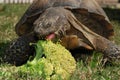 Tortoise Eating Broccoli, fron