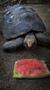 tortoise eating his watermelon Royalty Free Stock Photo