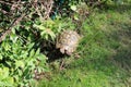 Tortoise eating lettuce leaves Royalty Free Stock Photo