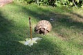 Tortoise eating lettuce leaves Royalty Free Stock Photo