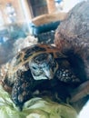 TORTOISE, eating lettuce