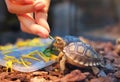 Tortoise eating some vegetables