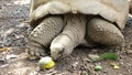 The tortoise eats.