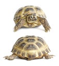 Tortoise face and back | Isolated