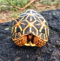 Tortoise Royalty Free Stock Photo