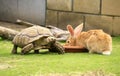 Tortoise and giant rabbit Royalty Free Stock Photo