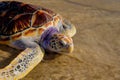 Tortoise is going into the sea on the sand beach