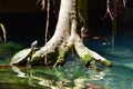 A tortoise in Gran Cenote, a natural sinkhole with clear water, at Tulum, Mexico Royalty Free Stock Photo