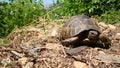 Tortoise. Greek tortoise. close up of tortoise. closeup turtle. tortoise in nature - turtle. reptiles, reptile, animals, animal, p