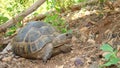 Tortoise. Greek tortoise. close up of tortoise. closeup turtle. tortoise in nature - turtle. reptiles, reptile, animals, animal, p