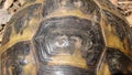 Tortoise Greek tortoise close up of tortoise shell closeup turtle tortoise in nature - turtle reptiles, reptile, animals, animal,