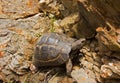 Tortoise Royalty Free Stock Photo