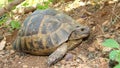 Tortoise. Greek tortoise. close up of tortoise. closeup turtle. tortoise in nature - turtle reptiles, reptile, animals, animal, pe