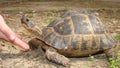 Tortoise. hand caressing a tortoise`s head Greek tortoise close up of tortoise closeup turtle tortoise in nature - turtle reptil
