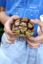 Tortoise on the hands (African spurred tortoise )
