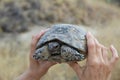 Tortoise in the hands. Royalty Free Stock Photo