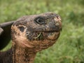 Tortoise Head Royalty Free Stock Photo