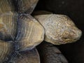 Close Up of Tortoise Head and Shell Showing Detailed Texture and Natural Patterns Royalty Free Stock Photo