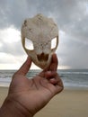 Tortoise head skull marine organism Royalty Free Stock Photo