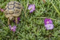 Tortoise hides in the grass among the flowers in spring in Israel