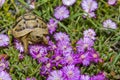 Tortoise hides in the grass among the flowers in spring in Israel