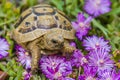 Tortoise hides in the grass among the flowers in spring in Israel