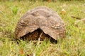 Tortoise hiding his head Royalty Free Stock Photo