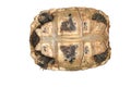 Tortoise isolated in white