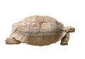 Tortoise Isolated on White Royalty Free Stock Photo