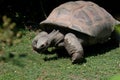 Tortoise (land turtle) Royalty Free Stock Photo