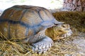 Tortoise lazing in the shade