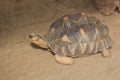 tortoise Royalty Free Stock Photo