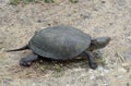 The tortoise lies on bare soil. Ordinary river tortoise of temperate latitudes. The tortoise is an ancient