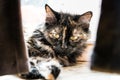 Tortoise long hair cat lying behind curtains Royalty Free Stock Photo