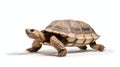 A tortoise mid-stride