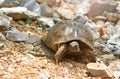Tortoise on a mountain stones