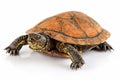 Tortoise pet animal isolated on white Royalty Free Stock Photo