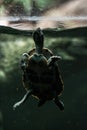 Tortoise poking her head out of the water to breath, turtle in c